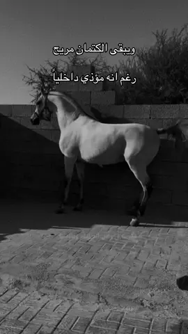#خيل_وخياله🐎 #خيل_عربي #fyp #viral #اقتباسات 