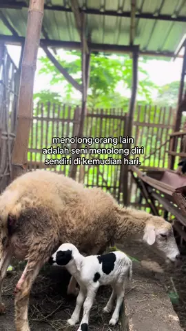 Suka banget dengan kata kata ini : #peternakmuda #fypage 