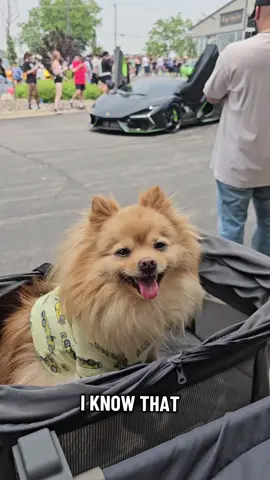 sleep tight besties🥰🐾🐶 #pomeranian #goodnight #happydog #winston 