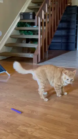 Why is my orange cat like this? #cat #cats #catsoftiktok #orangecatsoftiktok #orangecat 