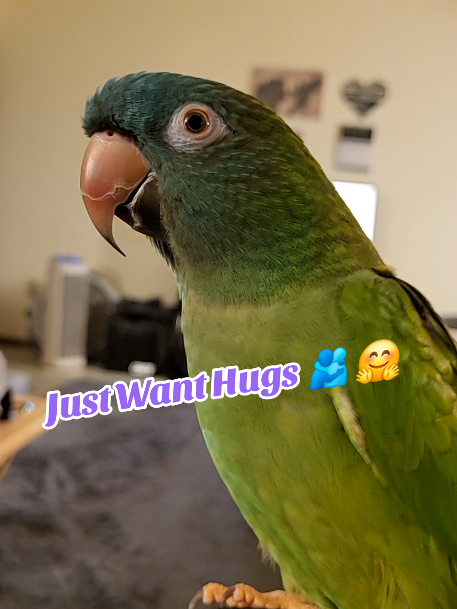Just Want Hugs 🫂 🤗 #parrotsoftiktok #bird #talkingbirds #cutebirds #birdsoftiktok 