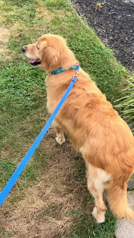 Helping your dog lose weight can add years to their life. I saw it with Paisley, and now with Sadie—10 lbs lighter and already happier, with more energy to play. Overfeeding isn’t love. Caring for their health is. #goldenretriever #fosterdog #puppymillrescue #weightlossjouney #dogsoftiktok 
