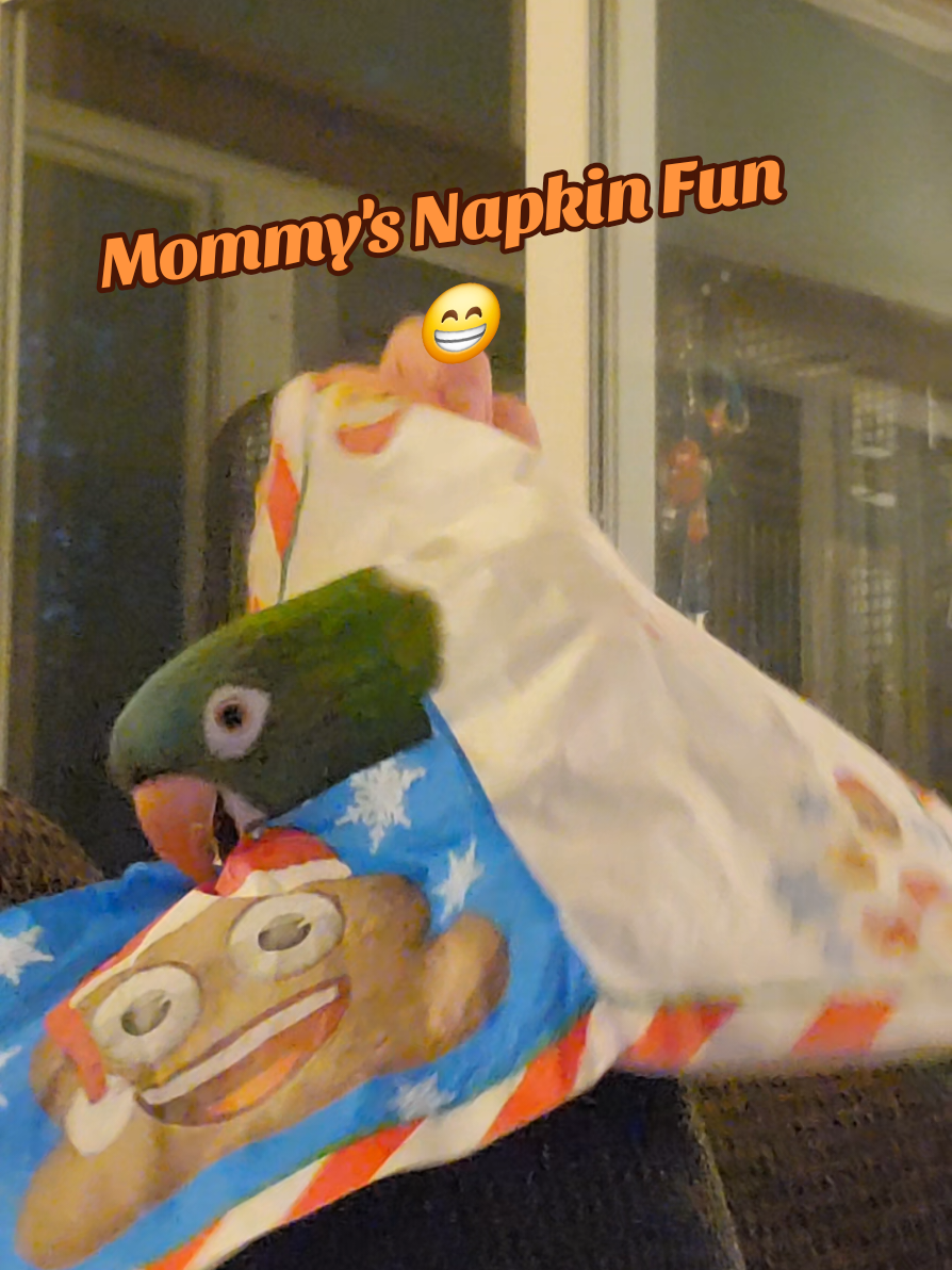 Mommy's Napkin Fun 😁 #talkingbirds #cutebirds #birdsoftiktok #parrotsoftiktok #bird 