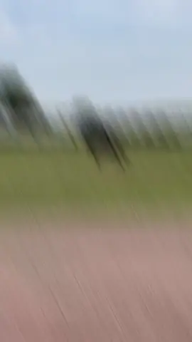 #foryou #fypシ #viral #tiktok #horses 