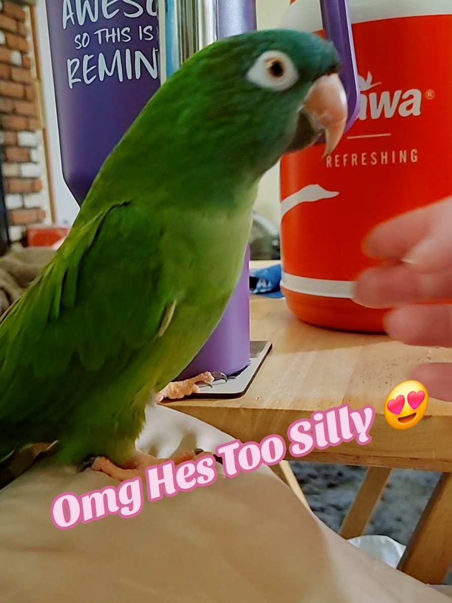 Omg Hes Too Silly 😍 #talkingbirds #cutebirds #birdsoftiktok #parrotsoftiktok #bird 