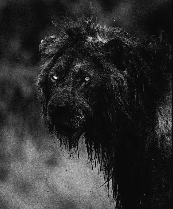 Los leones son los únicos felinos que viven en grupos sociales, a los que se les llama manadas. Estas manadas están compuestas principalmente por hembras emparentadas, sus crías y un número menor de machos. Las leonas son las principales cazadoras del grupo, trabajando en equipo para acechar y derribar grandes presas. Los machos, por otro lado, se encargan de proteger el territorio y a la manada de los leones rivales y otros depredadores. Con su majestuosa melena, que a menudo indica su salud y fuerza, el león macho representa un símbolo de poder y liderazgo en el reino animal. #PoderFelino #ReyDeLaSabana #Depredador #VidaSalvaje #NaturalezaImpresionante