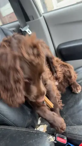Love myself some dental sticks #spanielsoftiktok #sprocker #dogsoftiktok #dentalsticks 