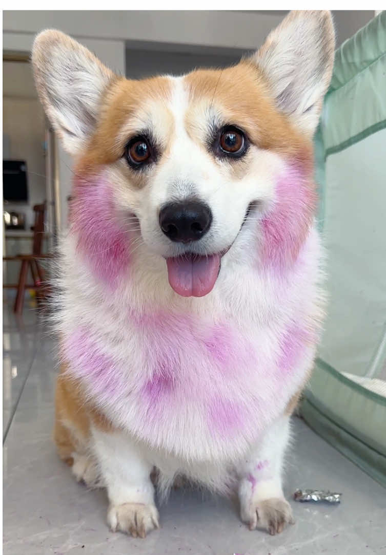 #dog #corgi #cute #mypet 