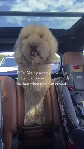 Third row reserved for Tucker Royce. However, he actually wanders through the whole car even when we’re driving. #standardpoodle #puppy #dog 