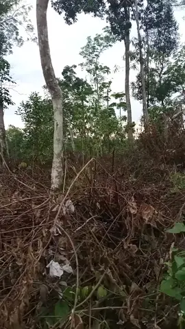 Lepas dari pulutnya, di kejar sampai dapat #fypmikat