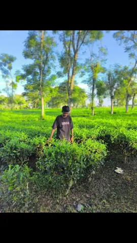 নাগর ভিটা বডার
