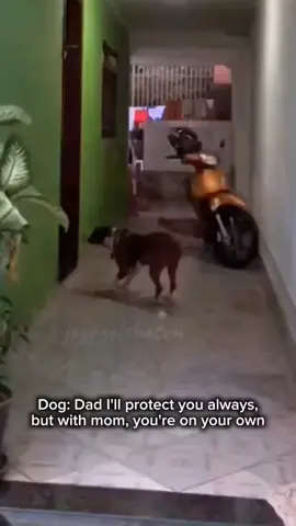 Dog was like 