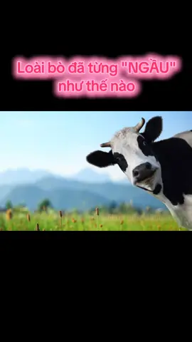 Phần 14  loài bò đã từng NGẦU như thế nào! #tiktok #typ #tiktokviral #viral #xuhuong 