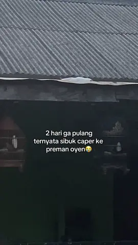 dan ini hrs dijemput tiap jam 4 sore buat makan selama 3 hari berturut turut, kalo ga bakal lupa makan dia. tapi alhamdulillah skrg dah ga gitu, udah pulang mandiri😂 #kucing #catsoftiktok 