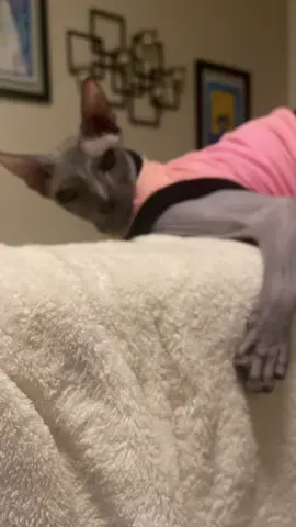 Goblin mode slowly getting activated here….. #funnycatvideo #clarice #catsoftiktok #sphynx #happycat 