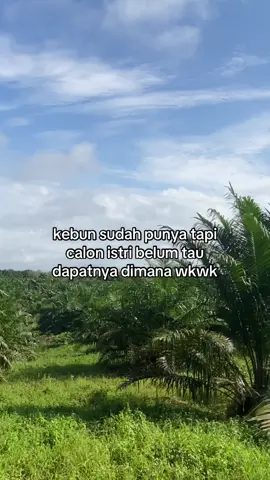 info calon? wkwk #fypシ #petanimuda #sawit #sawitkalimantan #kalimantan 