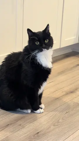 Scoooooot! #cat #foryou #cattok #catsoftiktok #cuteanimals 