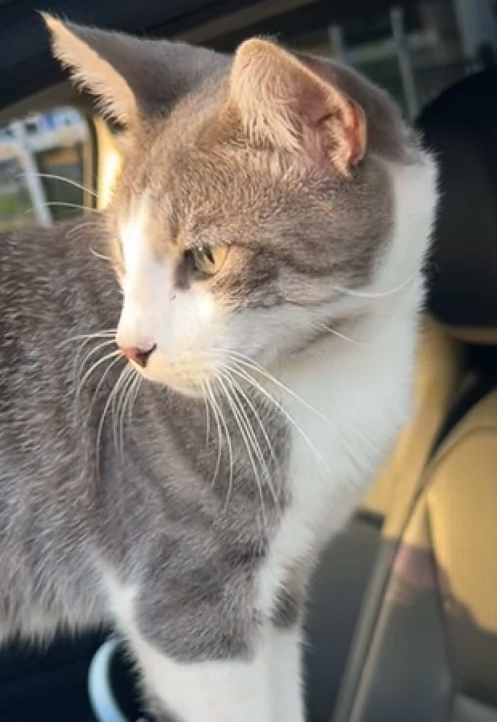 Bad boy Lester Leroy Jones! #fypシ #catsoftiktok #badcat #explorepage 