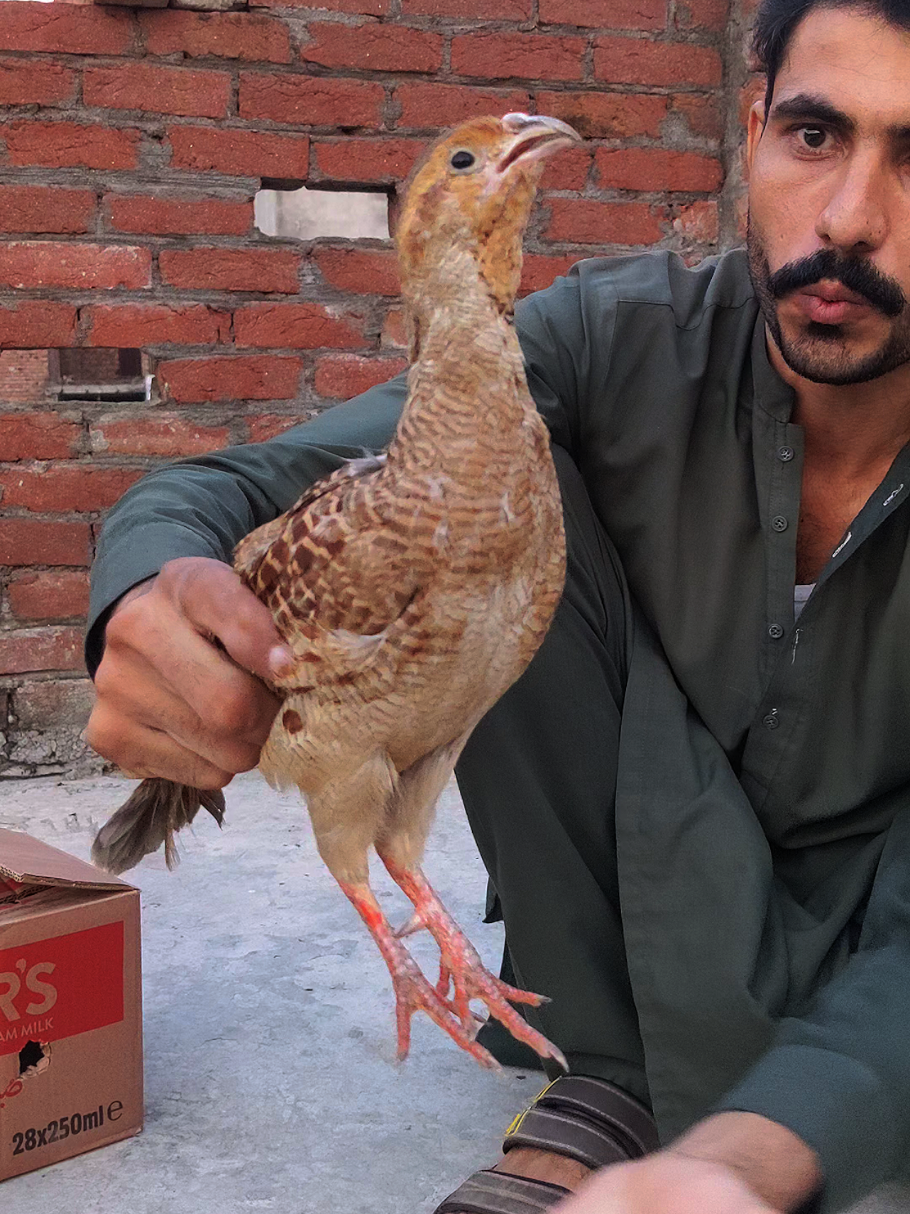 Dakni Teetar ki Awaaz #shorts #teetar #viraltiktok #birds #fypシ 
