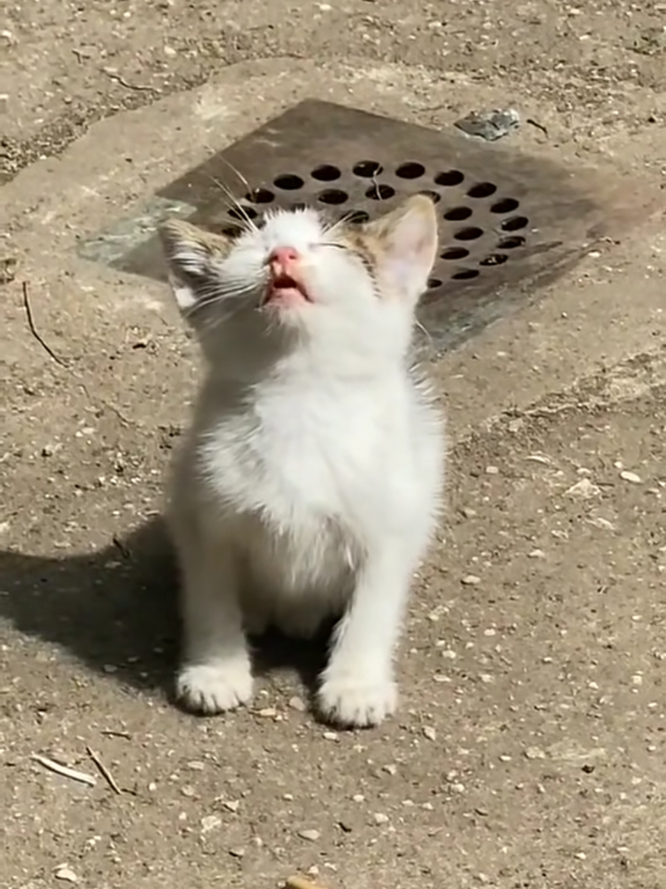 Sao không vô nhà ngủ trời 😂#dethuong #đángyêu #khoanhkhacdangyeu #petcute #mèo 