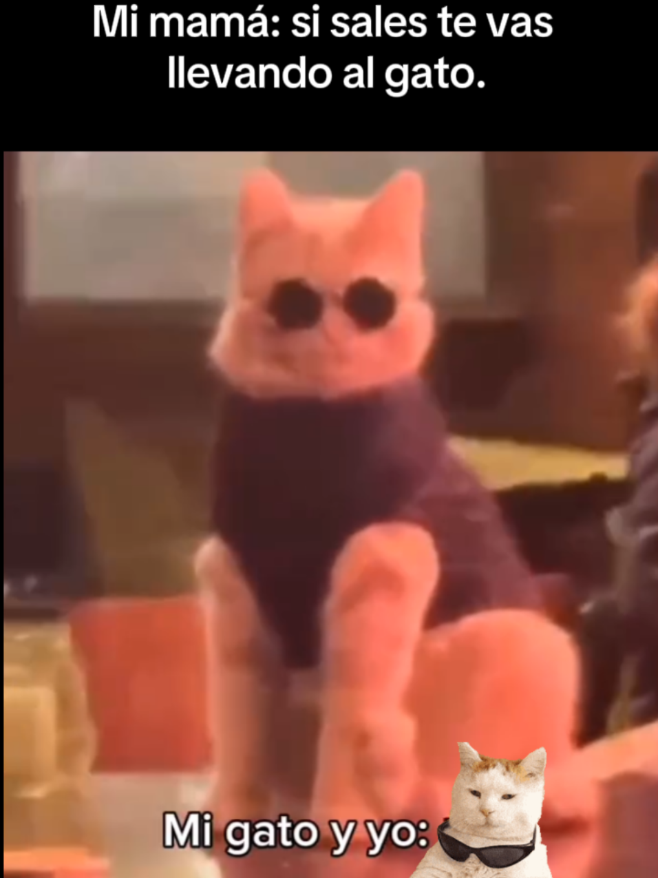 #michi #gato #videos #videostiktok #follow 