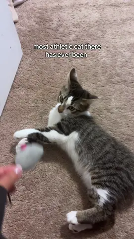 Cat or bunny? @twerkingcat #catsoftiktok #cattoks #chcat 