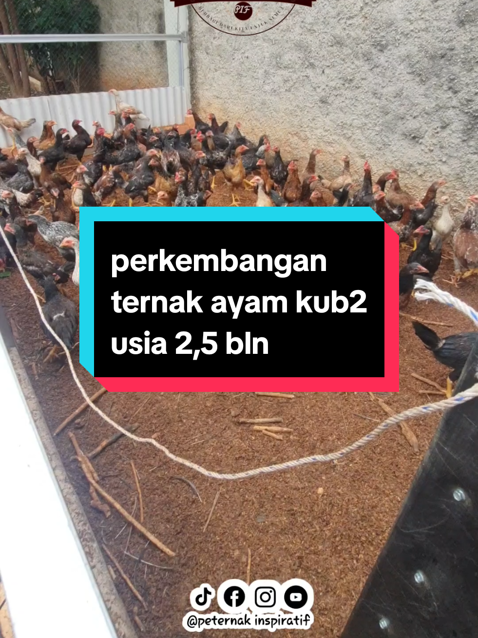 Semoga dari hobi jadi cuan, insyallah Pemula berbagi pengalaman pertama banyak ilmu & pengalaman yg di dpt langsung. Silakan komen berbagi tips n pengalaman, smg bs berkembang bersama. #ayam #ayamkampung #peternakinspiratif #peternakayam #fyppppppppppppppppppppppp 