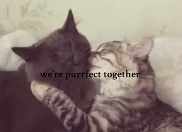 #cats#fyp