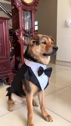Lên đồ thôi các quý ngàii #choco #dog  #danisa #sontung 