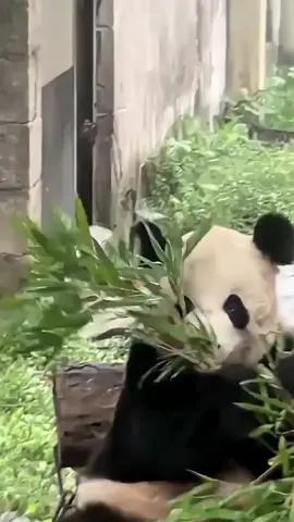 #panda #fyp 