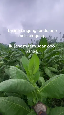 Kahanena njalok kerjo, hawane njalok Turu                                              #tembakau #petanimuda #kotatembakautemanggung #fyppppppppppppppppppppppp #petanitembakau 