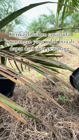 Obat penenang yang tidak ada d jual d mna pun#fypシ #kebunpribadi 
