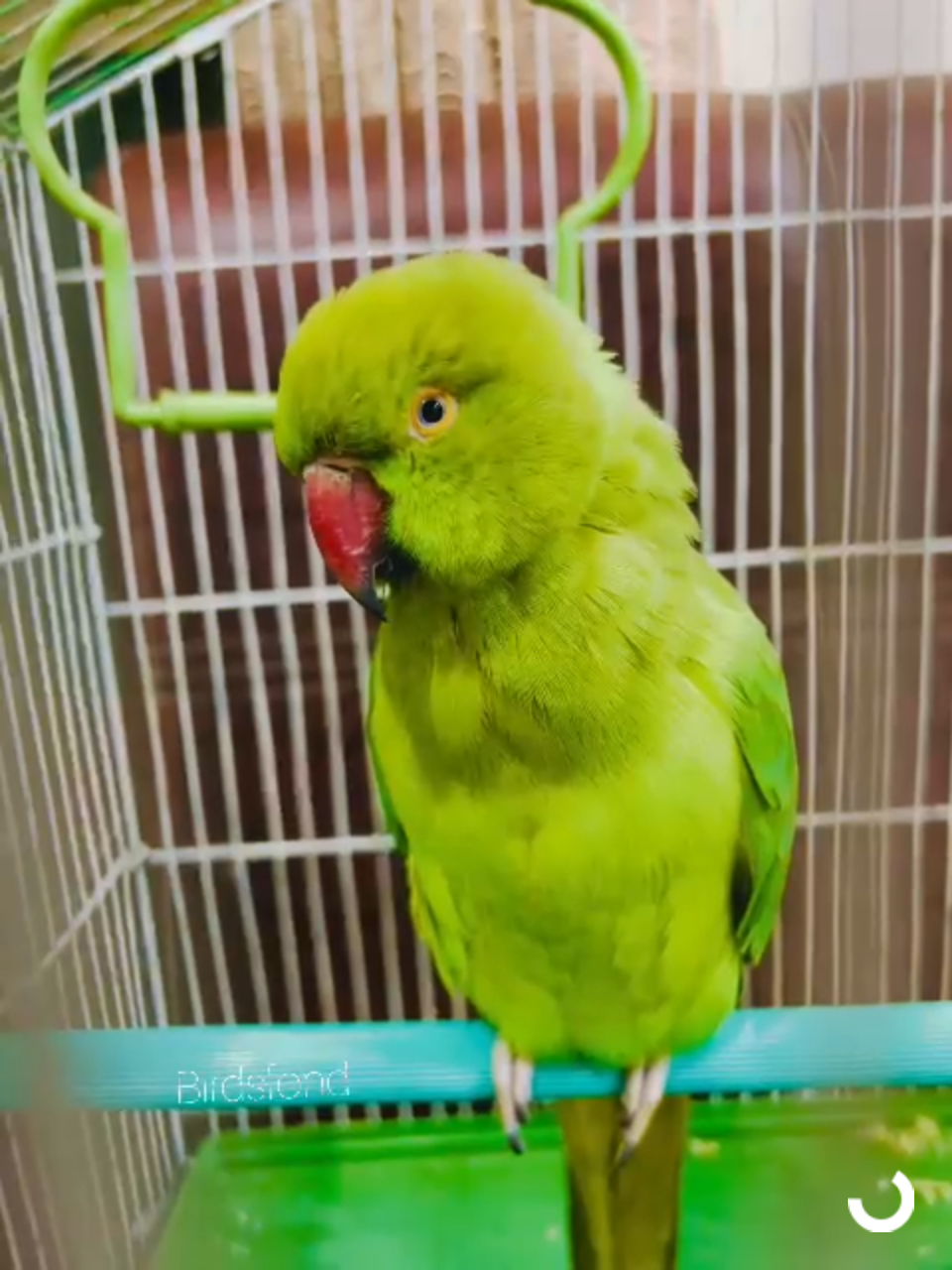 cute female ringneck parrot #talkingparrot #ringneck #tiktok #foryoupage