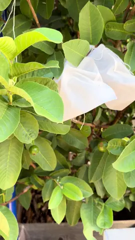 Mùa táo và ổi #cuocsongmy #garden #storytime #nguoivietomy 