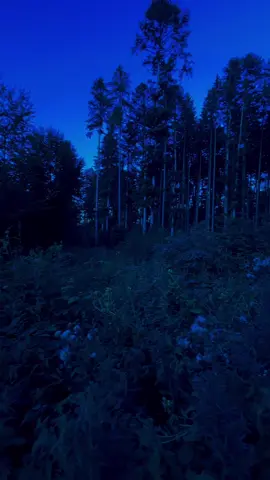 🦋 TG: byyuriismyk24 Beautiful, Sad Nature, sadcore aesthetic, lonely, slow living, walking alone.  #lost #alone #serenity #byyuriismyk24 #aesthetic – calm nature, cinematic solitude, misty forest trail, rainy twilight, deep blue haze, reflective silence, drifting clouds, tranquil river bend, autumn leaves falling, distant mountain silhouettes, cold dawn light, poetic isolation, whispering wind through pines, overcast horizon, serene wilderness escape, timeless melancholy, soft rain ambience, fading daylight glow, silver mist rising, hidden woodland glade, quiet mountain ridge, glassy lake reflections, muted blue tones.  🌕 Grateful for: @NASA @UNICEF @UNESCO @National Geographic @Øneheart - with ❤️