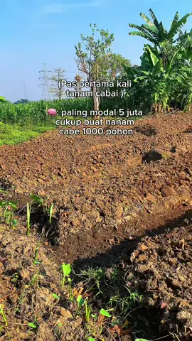 Cocok sama lirik lagunya  #fypシ゚viral #cabairawit #petanicabaiindonesia #petanicabai #fyp 