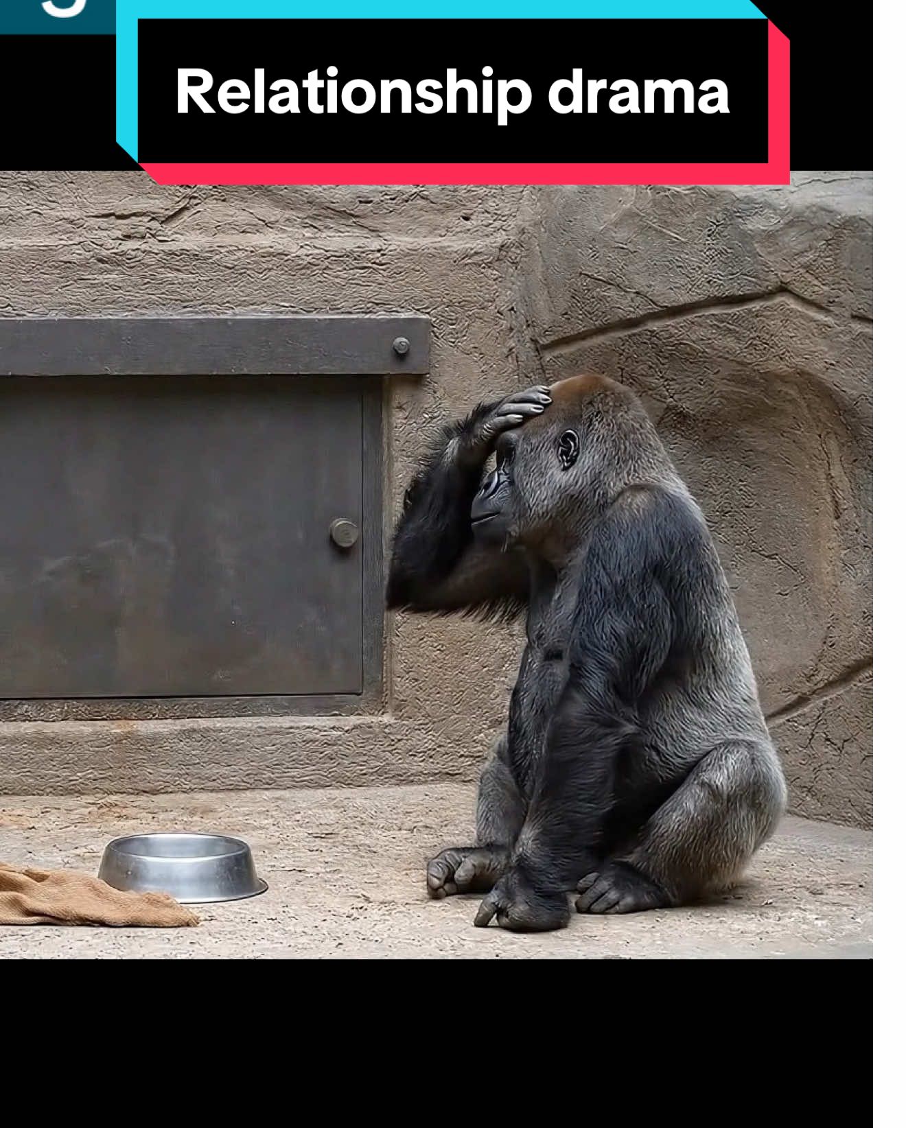 Every guy who’s ever been in trouble at home 😂 - Female gorilla kicks male out by throwing his food bowl and blanket through the hatch, then slams it shut. His reaction = 🦍💔 (Video made with AI assistance) #Gorilla #Zoo #CoupleHumor #MomTok #DadTok #RelationshipTok #AnimalHumor #relatableaf 