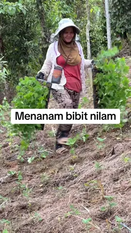Nilam #fy #nilam #petanimuda #anaktani #fyp 