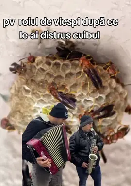 #Meme #MemeCut #CapCut #foruyou 