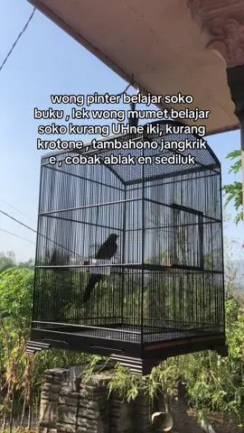 ilmune wong mumet kang 🤣 #muraibatu #kicaumania 
