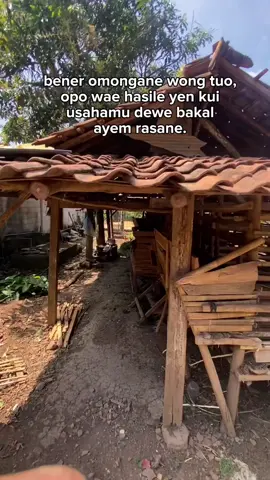 akeh seitik tetep disyukuri bolo, sak sugih' e wong ora iso ngalahne wong sing sugih ayem tentrem bersyukur #jawarandu #kambingjawarandu #peetawakaligesing #jerabangtulungaggung #putrafarm121 