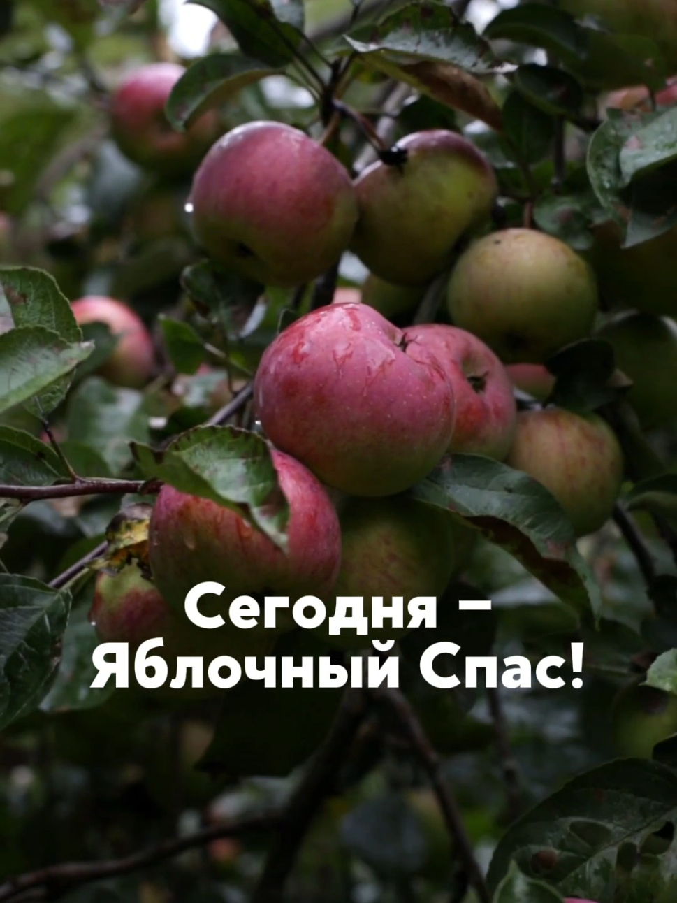 ❗️Но помни: — Никаких ссор и обид — всё возвращается втройне! — Не жадничай, делись добром и угощением! — Яблоко — только после добрых слов или освящения! ⠀ Сегодня волшебный праздник: делай добро, загадывай смело — небеса открыты! 🍃✨ Тут все про волшебство #таро #ритуал #шепотки #любовь #желание 