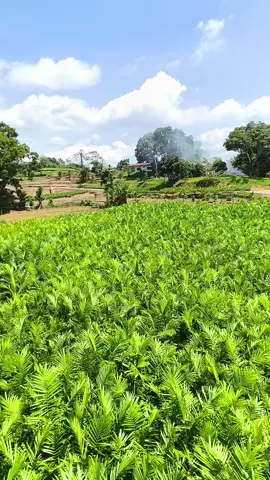 pembibitan sawit marihat #tiktok #xyzbca #viral  #viralvideo #sawitontiktok 