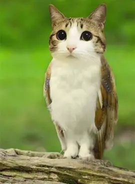 meowl knows how to sing  #owl #cat #cute #socute #meowl 