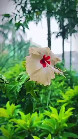 🌿 জবা ফুলের সৌন্দর্য দেখলেই মনে হয়, প্রকৃতি কত কিছু দিয়ে আমাদের জীবনকে রাঙিয়ে দিয়েছে...!! 🌺 #fypシ #foryou #foryoupage❤️❤️ #tiktokviral #nil_projapoti1551🥰🥀 