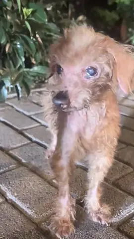 #dog #dogsoftiktok #doglover #dogvideos 