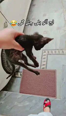 alo billi 😂 #trend #trending #foryou #tiktok #cuteness_overloaded97 #viral #2025 #foryoupageofficiall #1millionaudition #tiktokhacks #foryoupage #😂😂😂 #tiktokviral #Summer #alobilli @TiktokPakistanOfficial @tiktok creators @aliraza453 @👑فلک رضا @Zahra❤️ 