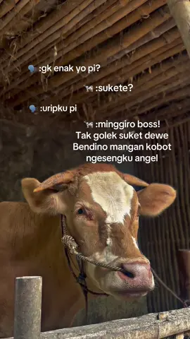 Dijual sapi, minusse pinter sambat🗣️ #sapi #peternakmuda #peternaksapiindonesia #fyp #foryoupage #juragansapi 