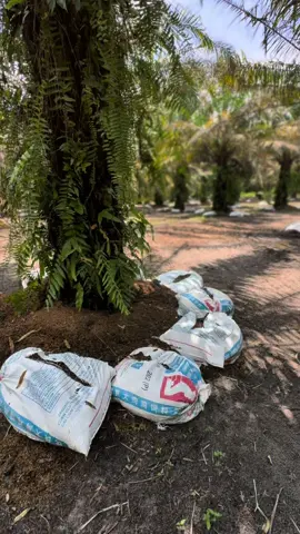 Baja taik ayam untuk kebun sawit 11beg 1 pokok#pekebun #baja taik ayam #abg main taik dek 😂