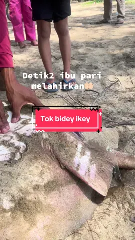 Ikan pari#pari #pemburupari #ikanpari 